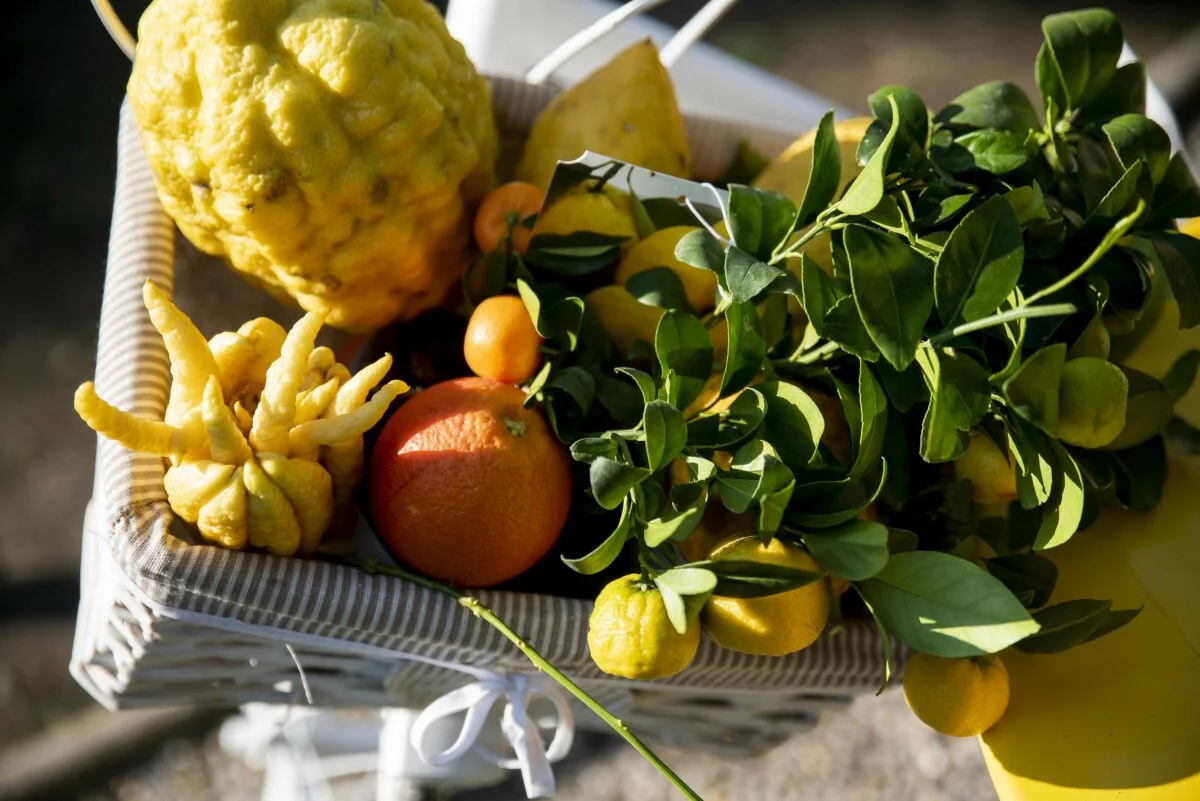 Citrus - Knowledge and flavors from the Mediterranean