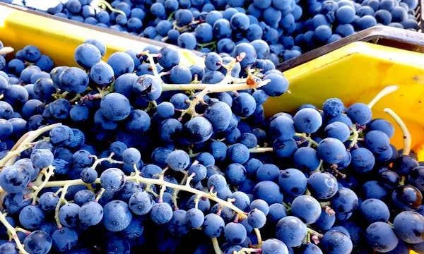 Festa della Vendemmia - Castelfranci Wine Festival