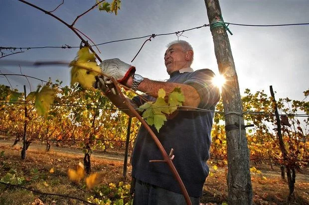 Il futuro della vitivinicoltura dell’Emilia Romagna