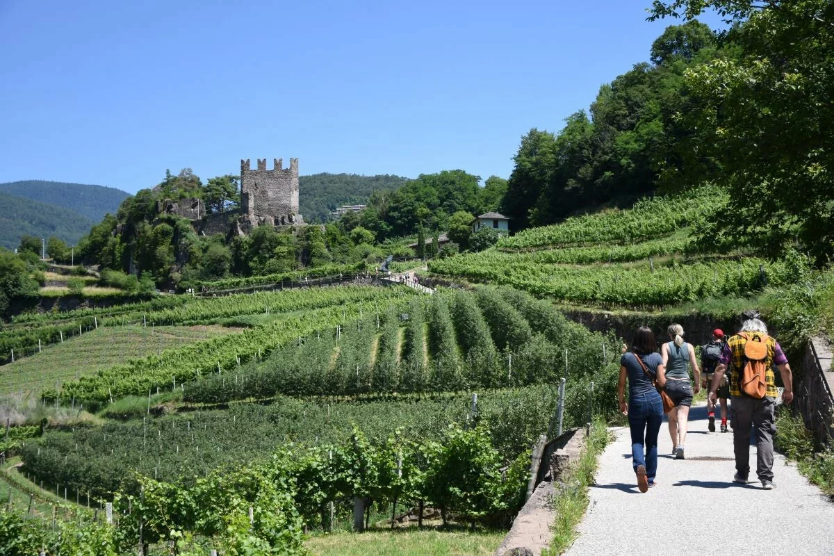 Müller Thurgau: Vino di Montagna