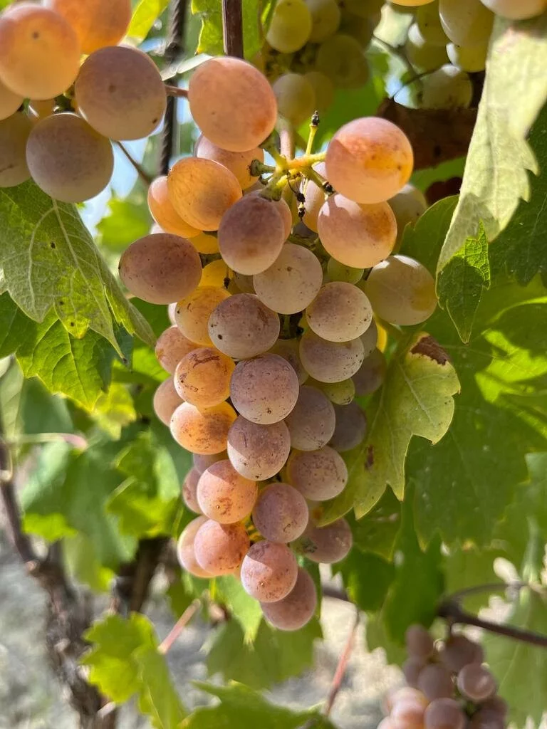 Baratuciat, vitigno in cam(m)ino tra Valsusa, Langhe e Monferrato