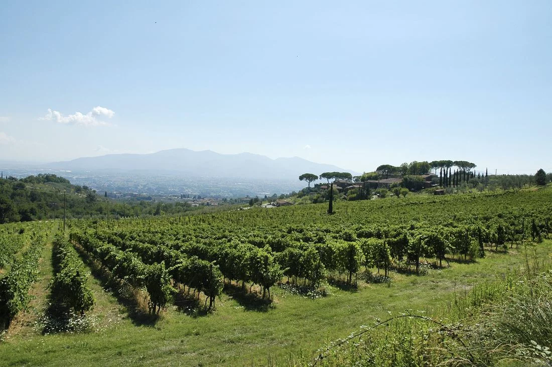 La Festa della Vendemmia delle Strade del Vino dell'olio e dei Sapori di Toscana