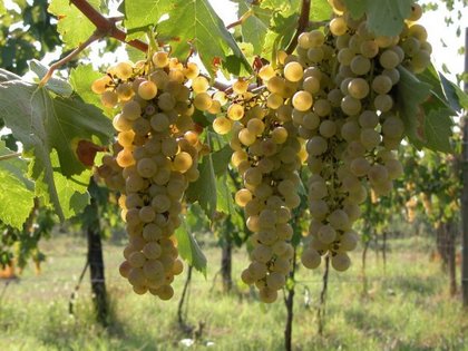 Lugana: un vino bianco Italiano da esportazione