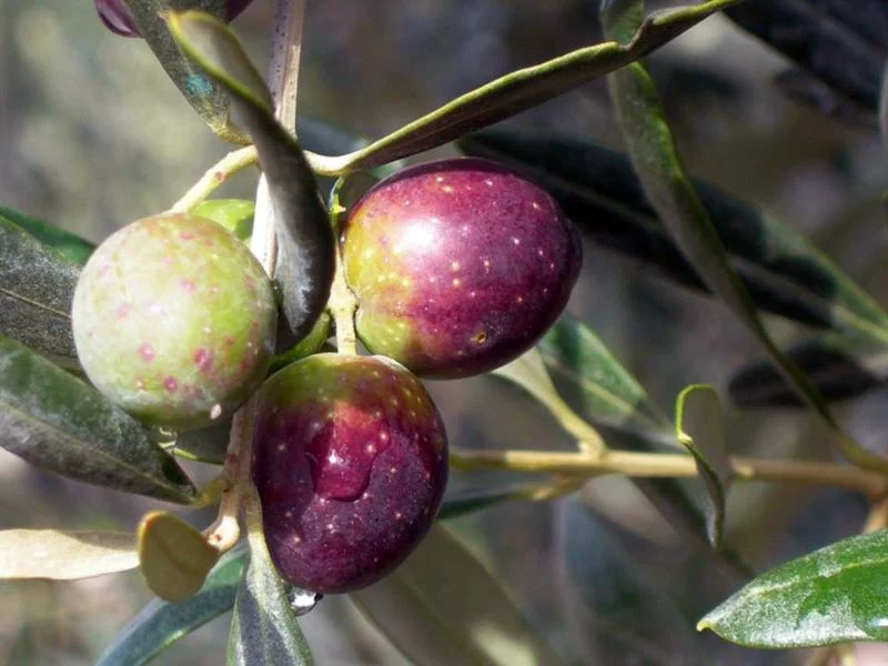 Valorizzazione e promozione dell’oliva cultivar Itrana