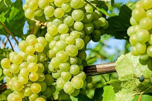 44^ Mostra del Torchiato e dei vini della Colli di Conegliano DOCG