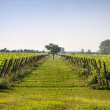 Aiab Friuli e Azienda Agricola Vistorta per una viticultura sostenibile