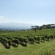 La Festa della Vendemmia delle Strade del Vino dell'olio e dei Sapori di Toscana