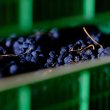 Vendemmia lunga e per single vineyards per Monte Zovo